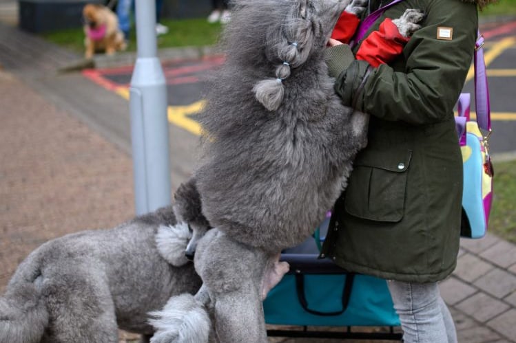 A woman arrives with a pair of Standard Poodle dogs on the third day of the Crufts dog show at the National Exhibition Centre in Birmingham, central England, on March 12, 2022. (Photo by OLI SCARFF/AFP via Getty Images)
