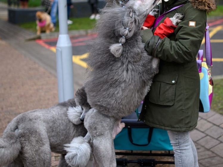 A woman arrives with a pair of Standard Poodle dogs on the third day of the Crufts dog show at the National Exhibition Centre in Birmingham, central England, on March 12, 2022. (Photo by OLI SCARFF/AFP via Getty Images)