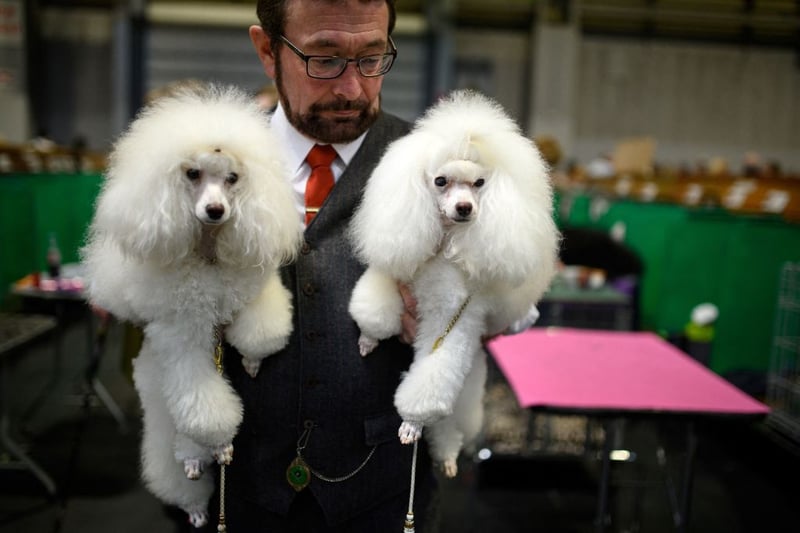 A man carries his two Toy Poodle dogs on the third day of the Crufts dog show at the National Exhibition Centre in Birmingham, central England, on March 12, 2022. (Photo by OLI SCARFF/AFP via Getty Images)