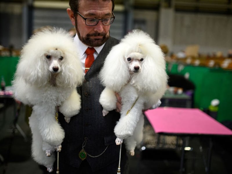 A man carries his two Toy Poodle dogs on the third day of the Crufts dog show at the National Exhibition Centre in Birmingham, central England, on March 12, 2022. (Photo by OLI SCARFF/AFP via Getty Images)