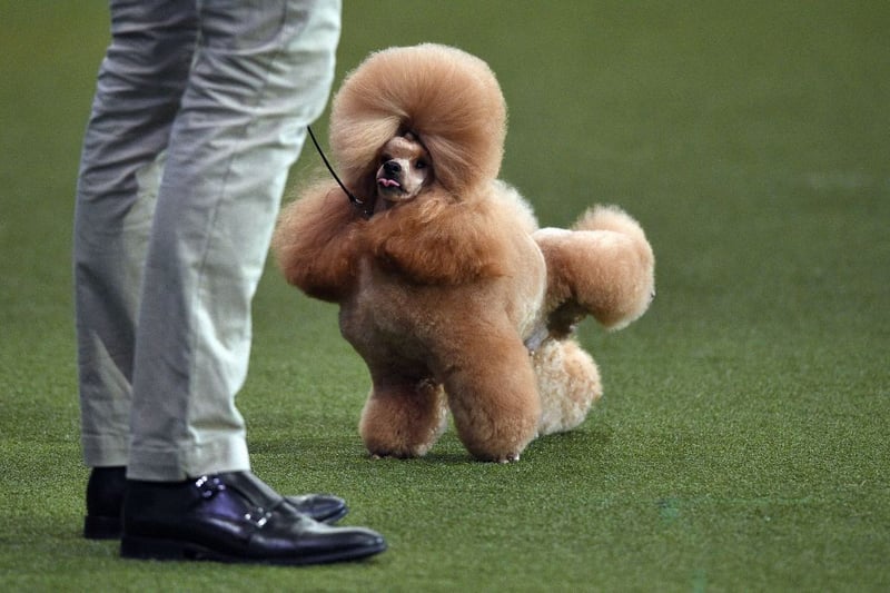 Waffle, a Toy Poodle, cocks it’s leg during the Best in Show event on the third day of the Crufts dog show at the National Exhibition Centre in Birmingham, central England, on March 13, 2022. -(Photo by OLI SCARFF/AFP via Getty Images)