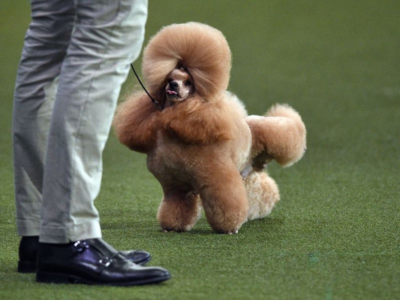 Waffle, a Toy Poodle, cocks it’s leg during the Best in Show event on the third day of the Crufts dog show at the National Exhibition Centre in Birmingham, central England, on March 13, 2022. -(Photo by OLI SCARFF/AFP via Getty Images)