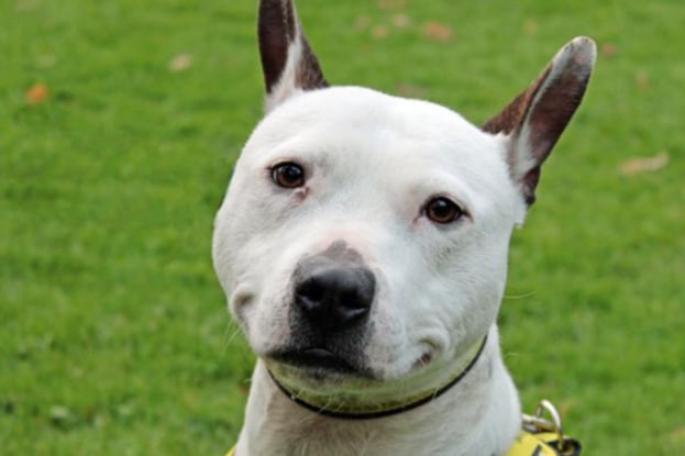 Sebastian is a nervous chap and he's looking for a patient home with a family who have no other pets. He can live with teenagers and is house trained, but isn't used to being left by himself.