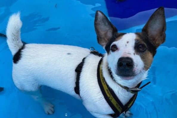 Jack the Jack Russell is looking for a loving family to care for him after his owner passed away. He can be nervous so needs a home with no other pets or kids.