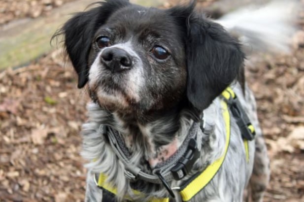 Lovely Fen can live with other calm dogs and children of high school age. She is 13 and most likely house trained, but as Dogs Trust have no history for her we cannot be certain.