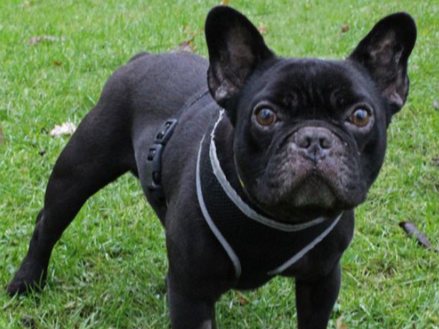 Rocco is a friendly little chap, eager to greet everybody, but he can be worried if a new person tries to handle him too soon. He doesn't need long though to have a little sniff and gain his confidence, then he really loves a nice fuss. Rocco happily shares his kennel with another small dog, and would live with another dog at home but it would have to be a dog of a similar size and temperament as he is very worried by larger dogs or any that are too OTT.