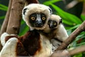Dancing lemur: Chester Zoo breeds critically endangered Coquerel’s sifaka for the first time in Europe