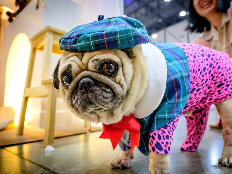 Pugs are easy going but love a fuss, and likely to cuddle and snuggle happily. They are also calm and well-adjusted making them good for families with young kids. They do like to be the centre of attention from time to time.   (Photo by MLADEN ANTONOV/AFP via Getty Images)
