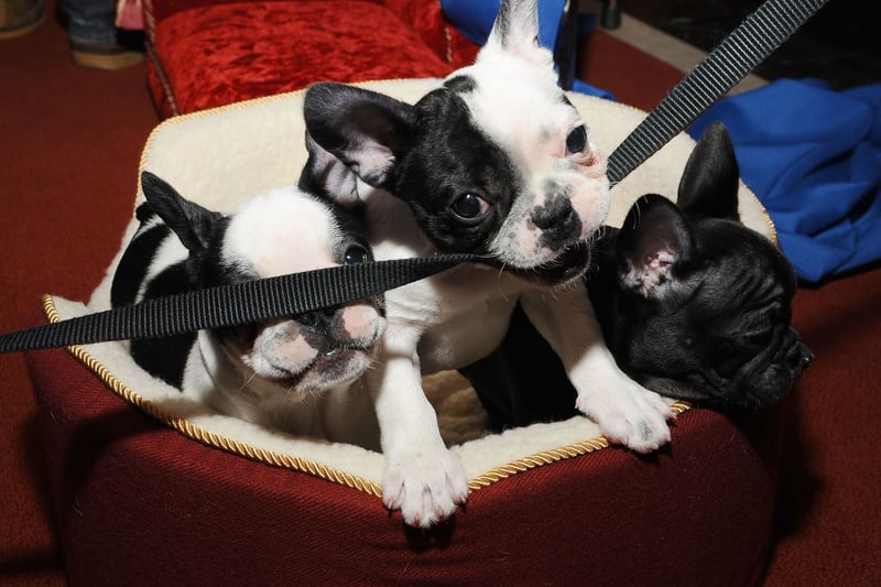 French Bulldogs are easygoing and lovable making them one of the best and most popular companion dogs. This breed for bred to be lap dogs and they are that and a lot more. They are happy to snuggle with their owners and give you company. (Photo by Gary Gershoff/Getty Images for the American Kennel Club)