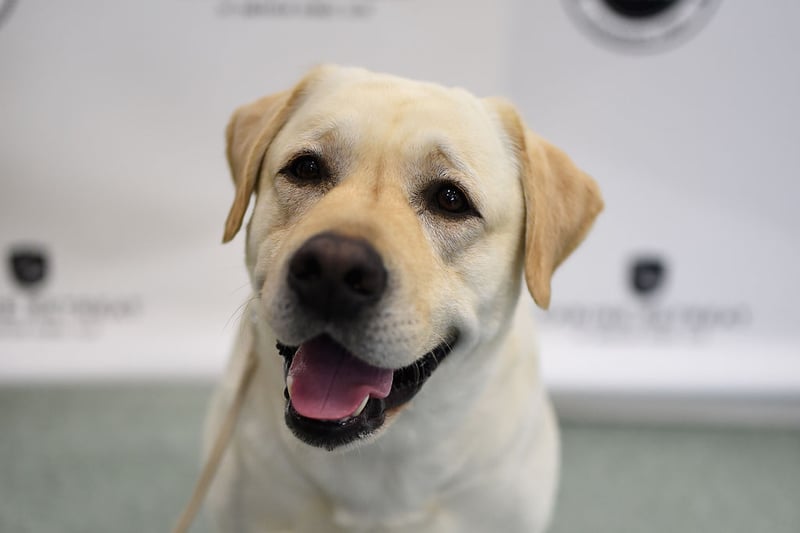 Labrador Retreivers are kind and gentle. They are truly a man’s best friend. They are energetic and it’s rewarding to have them as pets. They are also highly adaptable. (Photo by Jamie McCarthy/Getty Images)