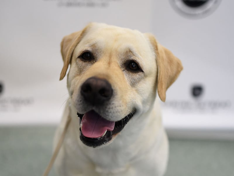 Labrador Retreivers are kind and gentle. They are truly a man’s best friend. They are energetic and it’s rewarding to have them as pets. They are also highly adaptable. (Photo by Jamie McCarthy/Getty Images)