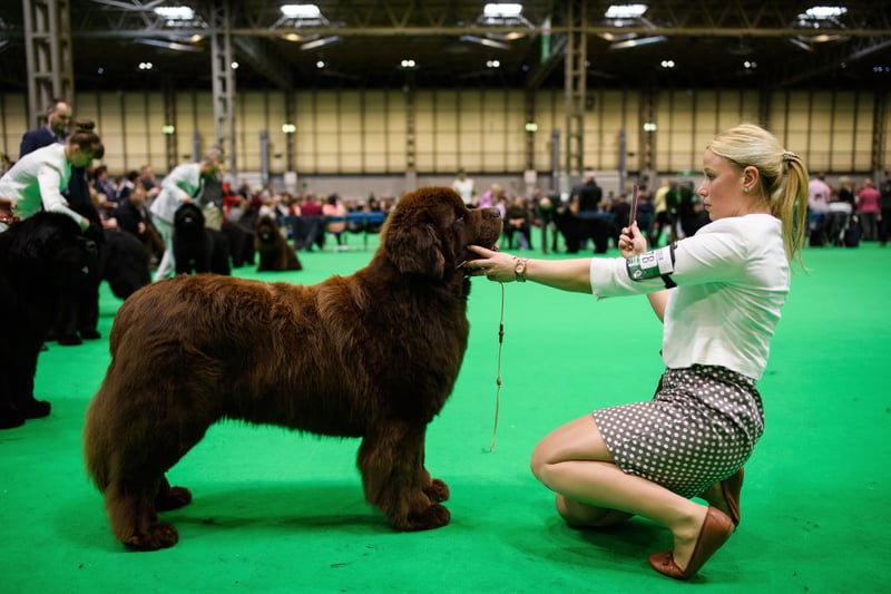 Newfoundland dogs are often seen at the Crufts dog show in Birmingham. They are gentle and playful.  They love kids and are easy to train. They are also called the “nanny dogs” because of it.  (Photo by Leon Neal/Getty Images)