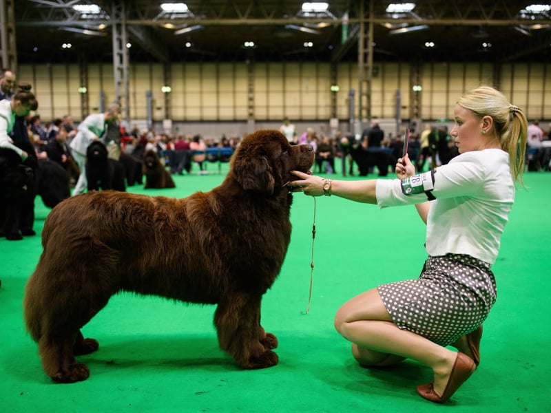 Newfoundland dogs are often seen at the Crufts dog show in Birmingham. They are gentle and playful.  They love kids and are easy to train. They are also called the “nanny dogs” because of it.  (Photo by Leon Neal/Getty Images)