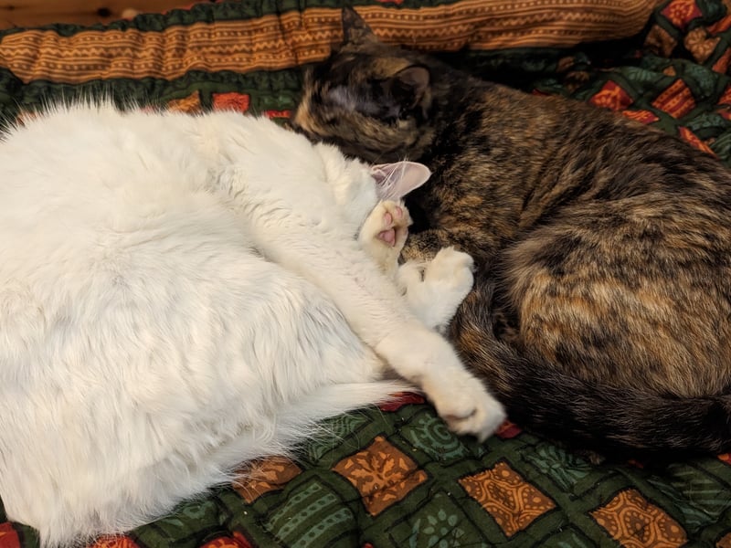 Samantha said: “Cats lick or groom other cats in their social group to both create a bond and to create a group odour. This scent helps cats to tell who is part of their social group. If your cat licks you, it's a pretty safe sign that they are trying to bond with you. However, owners should be aware of excessive licking, which can be a sign there is something wrong.”