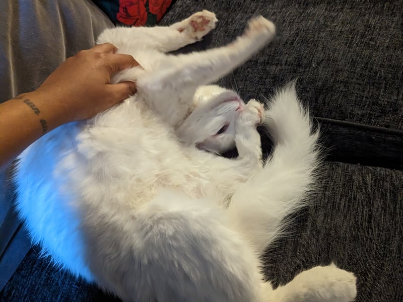 “A popular misconception is that when a cat shows you their tummy, they want it rubbed. Stomachs are a very vulnerable area for a cat, and most cats don’t like to be touched there,” adds Samantha. 

“When a cat rolls over to show you their belly, they are greeting you and testing out whether they can trust you. A good response is to give them a head rub and show them their trust has been well placed. Don’t be surprised if you get a scratch or a nip in response to stroking their belly!”