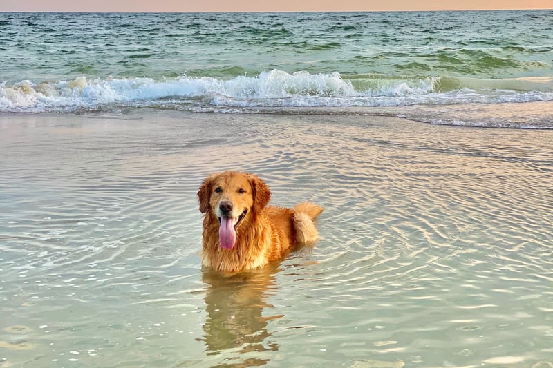 Golden Retreivers are gentle and love attention. They are playful and gentle making them one of the top dogs across the world. They can also work as therapy and service dogs. (Photo - Unsplash/Elisa Kennemer) 