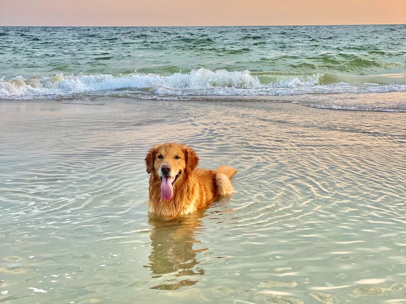 Golden Retreivers are gentle and love attention. They are playful and gentle making them one of the top dogs across the world. They can also work as therapy and service dogs. (Photo - Unsplash/Elisa Kennemer) 