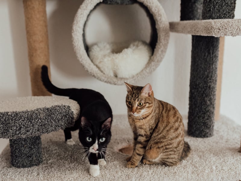 “For cats and many other animals, eye contact can be something very threatening, so if your cat is looking at you with relaxed, soft, or almond eyes this is a good indication that they feel comfortable in your company” said Samantha.   “Slow blinking is also a sign your cat is fond of you, that they trust you and don’t feel the need to be on guard in your company. Researchers have found that cats are more likely to approach a person who slow blinks at them. If you want to show them you return their trust, mimic their slow blink back to them.”