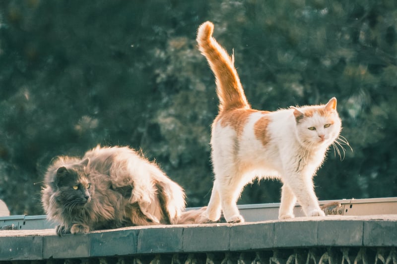 “You can tell a lot about how a cat is feeling by looking at their tail position and movements. A low swishing tail can indicate they are feeling stressed or unhappy, but a tail pointing upwards with a downward curve at the tip is a sign they are really happy to see you.   “They might even approach you with a short ‘peeping’ or ‘trilling’ sound which is also a sign they are pleased to greet you.” 