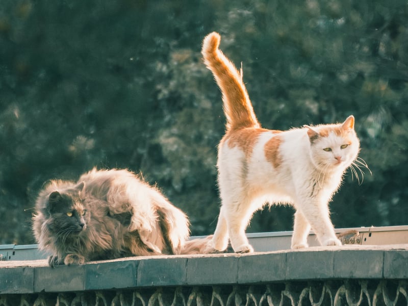 “You can tell a lot about how a cat is feeling by looking at their tail position and movements. A low swishing tail can indicate they are feeling stressed or unhappy, but a tail pointing upwards with a downward curve at the tip is a sign they are really happy to see you.   “They might even approach you with a short ‘peeping’ or ‘trilling’ sound which is also a sign they are pleased to greet you.” 
