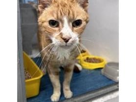 Flynn is an elder gentleman who is 14 years old. He is sweet and needs an owner who will understand his needs. Flynn has Osteoarthritis so will benefit from having a very quiet home, preferably one where there is little going on so he can potter about to keep those joints moving. He is on long-term medication to help his condition.
