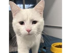 Percy is one year old and he is a very vocal boy. He loves playing with his toys and loves to eat. He has corneal scarring on both of his eyes which slightly affects his vision and is also hard of hearing however these limitations do not stop him from being an amazing cat. He is looking for a home where he is able to go outside but into a secure garden where he will be safe to play and explore.