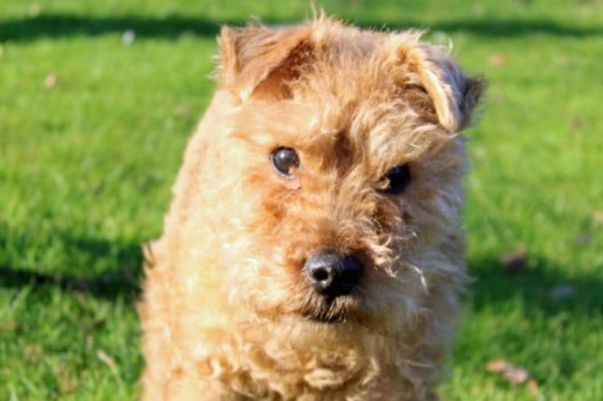 Teddy is looking for a home with other pets or children under the age of 16. He is house trained and can be left alone for a few hours. His new family must be confident at administering medication through an inhaler as Teddy has asthma.