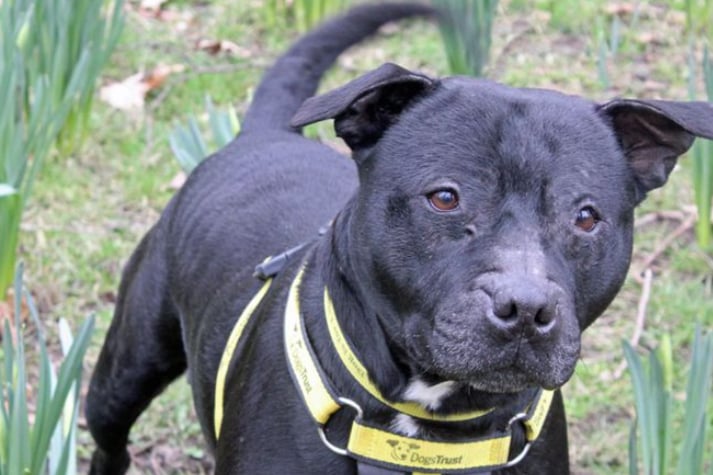 Six year old Ursula is looking for a quieter home where she can soak up all the attention as the only pet, and where any children are over the age of 12. She may need some help in the house training department so will need somebody at home often.