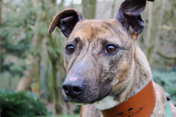 Dogs Trust have no history of Poppins so think she’ll be better suited to a home without kids under ten. She is also known to chase small furry things so best to be the only pet!