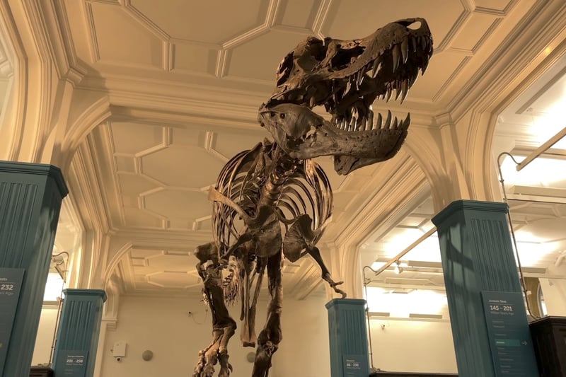 It was closed for refurbishment for a few years, but Manchester Museum is open once and Stan the T-Rex skeleton continues to welcome guests to the museum.  (Photo: LTV)