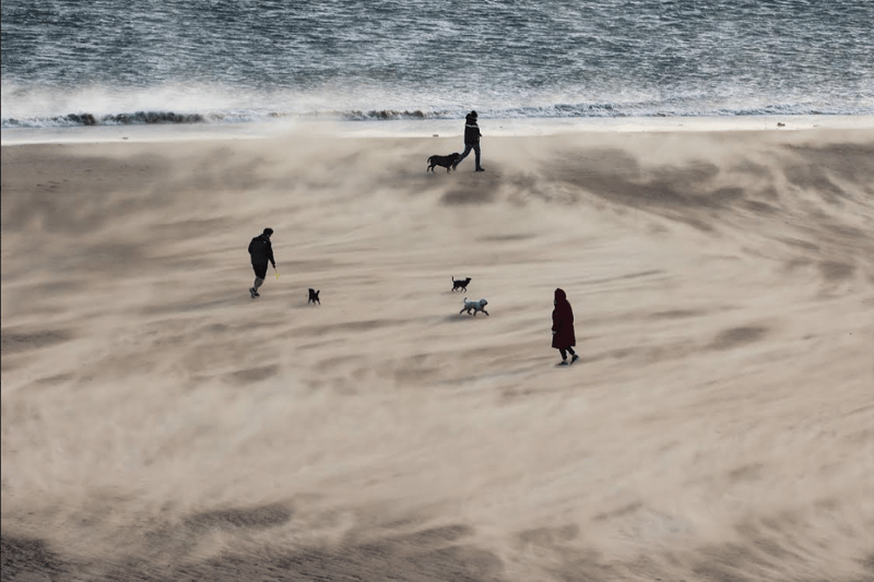 Three dogs greet each other as walkers battle the storm.