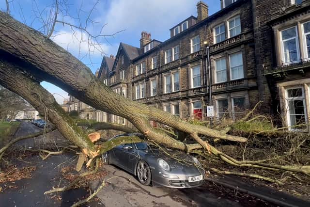 A Porsche has been crushed by a tree blown over during Storm Otto 