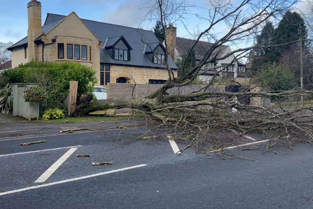 A fallen tree blocks a road in Harrogate