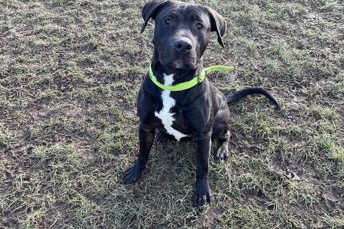 Timmy is a one year old XL Bully. He is an active boy looking for a home where he can run around happily and continue his basic training and socialisation. He could live with another high energy dog after meeting at the centre and would need patient humans. 