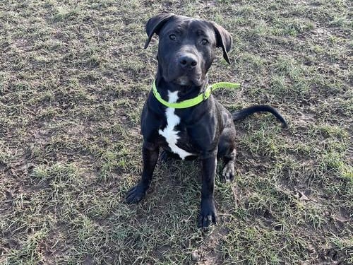 Timmy is a one year old XL Bully. He is an active boy looking for a home where he can run around happily and continue his basic training and socialisation. He could live with another high energy dog after meeting at the centre and would need patient humans. 