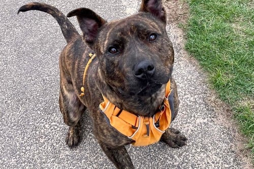 He is a 1 year 3 months old Staffordshire Bull Terrier. He is sweet, energetic and needs an active home. He can be over excited and mouthy so would need a confident, dog savvy home who have dealt with boisterous dogs like him before. 