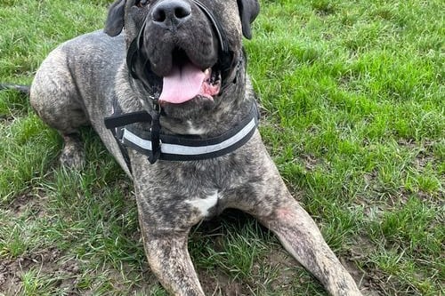 He is 3.5 years old and a Cane Corso. He is a big softie who loves all the cuddles and affection. He is looking for a home where he won’t be left alone. He is friendly and loves playing with toys. 