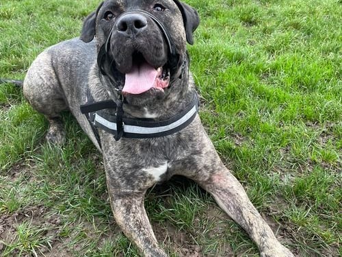 He is 3.5 years old and a Cane Corso. He is a big softie who loves all the cuddles and affection. He is looking for a home where he won’t be left alone. He is friendly and loves playing with toys. 