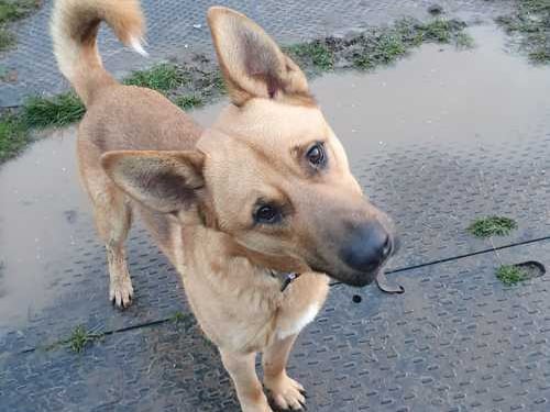 He is a 2-year-old German Shepherd. He is a very shy boy looking for a family who are willing to do multiple meets to help him out of his shell. He is apprehensive of new people, especially more towards men, but is a rewarding dog once he gets to know you. 
