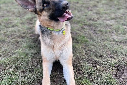 Lola is a Germany Shepherd and can be shy initially. She is 1 year 3 months old and is looking for a home where she will be fussed over. She likes playing with toys and loves snuggles. 