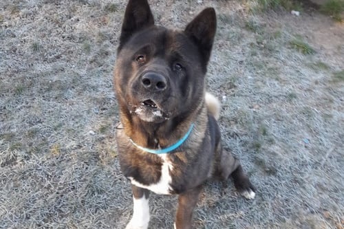 He is a 4-year-old Akita who needs a patient home. He can be very stubborn like all Akitas. He is a foody and loves his toys and would be better off in a home where he is the only dog. 
