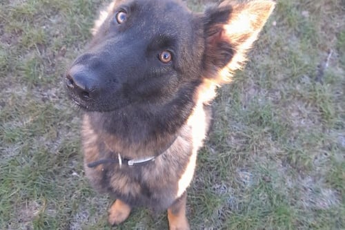 She is a Germany Shepherd , who is less than 2 years old. She needs a good fuss and a cuddle and is looking for new owners who can take her on plenty of walks to burn off energy, along with helping her further with basic training and socialisation.