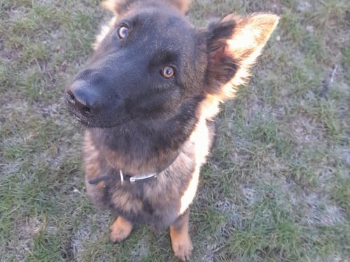 She is a Germany Shepherd , who is less than 2 years old. She needs a good fuss and a cuddle and is looking for new owners who can take her on plenty of walks to burn off energy, along with helping her further with basic training and socialisation.