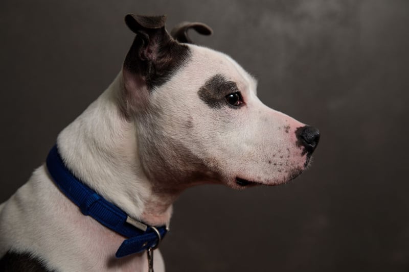 UK’s most stolen dogs and their average price: how to keep them safe