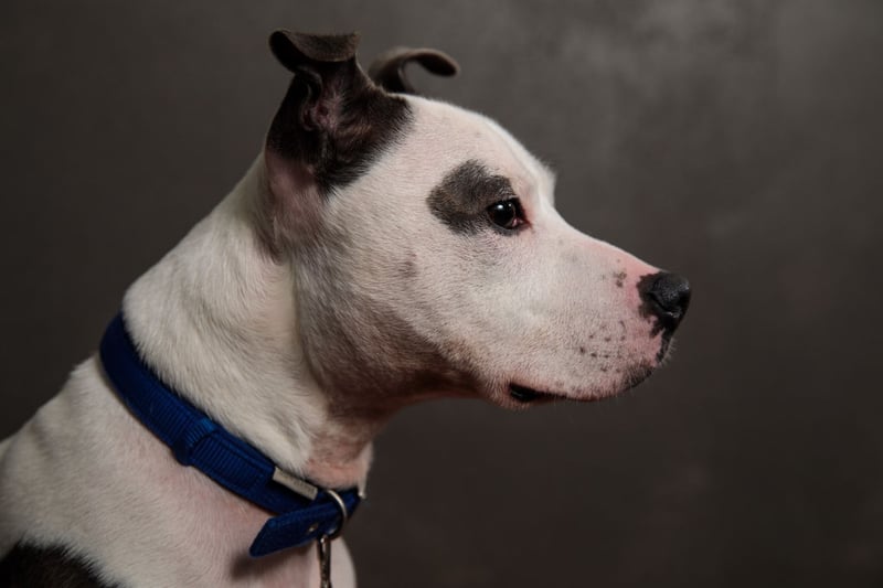 These dogs are fierce but humans can be scary too. Staffordshire Bull Terriers are 25.7% more likely to get stolen making the top most commonly stolen breed of dogs. Getting a Staffordshire Bull Terrier puppy from a Kennel Club-assured breeder will cost you around £1,000–£2,500. (Photo by Jack Taylor/Getty Images)