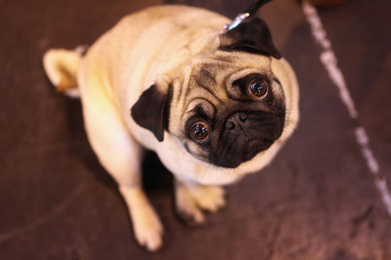 Small and lively Pugs can be stubborn but all they want is their owners to give them affection. They are a popular breed and are the ninth most commonly stolen. It can cost from £500 to £1500 for a well-bred pedigree puppy. (Photo by Oli Scarff/Getty Images)