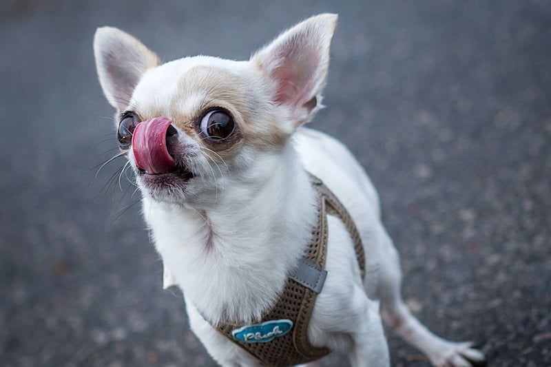 UK’s most stolen dogs and their average price: how to keep them safe