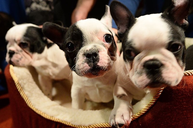 These dogs are not aggressive and are likely to be very gentle with humans. French Bulldogs are the third most commonly stolen at 9.8%. A healthy and well-bred French Bulldog puppy from a Kennel Club assured breeder costs between £1000 up to £3000. (Photo -EMMANUEL DUNAND/AFP via Getty Images)