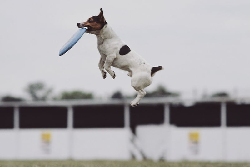 Jack Russell Terrier are happy and energetic dogs who can be trained to specific needs. They are very in demand and are the sixth most stolen breed. A well-bred puppy may cost £800–£1,500. (Photo by Adrian Murrell/Getty Images)