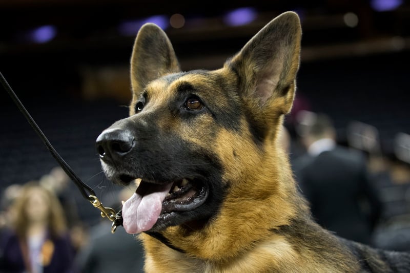 Despite being big protectors, German Shepherds get stolen too. They are the fourth most commonly stolen at 8.1%. A puppy will cost between £600 to £2000. (Photo by Drew Angerer/Getty Images)